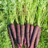 400 COSMIC PURPLE CARROT Daucus Carota Vegetable Seeds