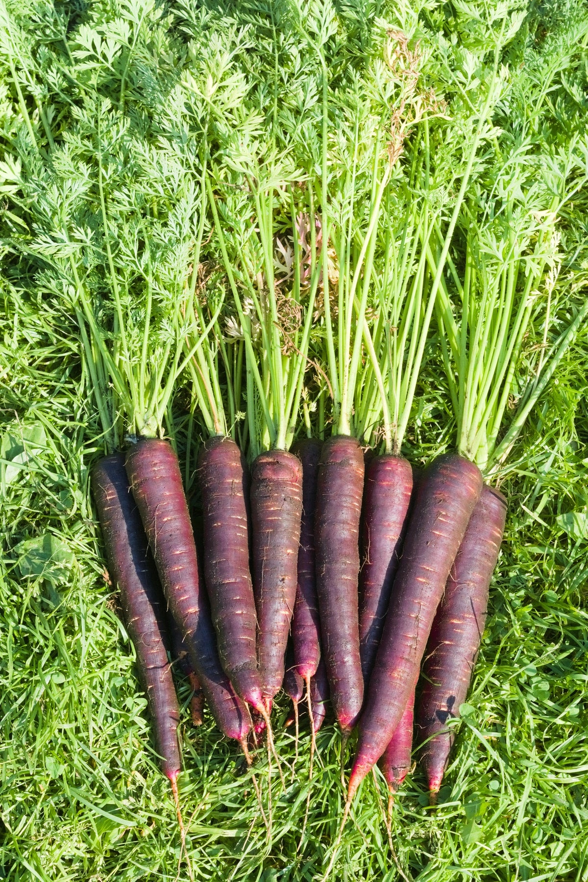 Cosmic Purple Carrot Seeds – Daucus Carota Vegetable – photo 10