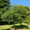 5 LAUREL OAK TREE Quercus Hemisphaerica Native aka Darlington Coastal & Sand Laurel Oak Seeds