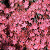 150 MIXED SEDUM Stonecrop Succulent Groundcover Red White Yellow Pink Purple Flower Seeds