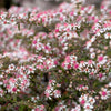 100 LADY In BLACK Calico ASTER Aster Lateriflorus Flower Seeds