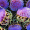 50 PURPLE ROMAGNA ARTICHOKE Italian Cynara Scolymus Flower Vegetable Seeds