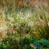 200 TUFTED HAIRGRASS Tussock Grass Deschampsia Cespitosa Moist Ornamental Native Seeds