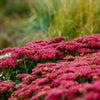 10 EMPEROR'S WAVE SEDUM Red Upright Telephium Succulent Stonecrop Flower Hylotelephium Seeds