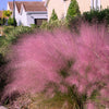 40 PINK MUHLY GRASS Cotton Candy Grass Muhlenbergia Capillaris Native Seeds