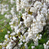 Dwarf Creeping Snowberry Seeds – Shrub White Pink Flower Symphoricarpos Mollis – photo 2