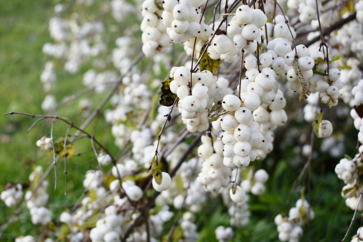 Dwarf Creeping Snowberry Seeds – Shrub White Pink Flower Symphoricarpos Mollis – photo 2