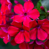 800 RED DRUMMOND PHLOX (Texas Pride) Phlox Drummondii Flower Seeds