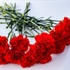 50 SCARLET RED CARNATION Dianthus Caryophyllus Grenadin Double Flower Seeds