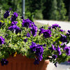 20 DOUBLE MIX PETUNIA Floribunda Red Pink Purple Flower Seeds