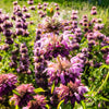 2000 BEE BALM Lemon MINT Monarda Citriodora Herb Purple Flower Seeds
