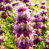2000 BEE BALM Lemon MINT Monarda Citriodora Herb Purple Flower Seeds