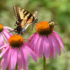 50 PINK BABY CONEFLOWER Echinacea Pallida Flower Seeds