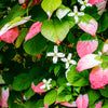 Variegated Arctic Beauty Kiwi Seeds – Fruit Edible Actinidia Kolomikta Vine – photo 12