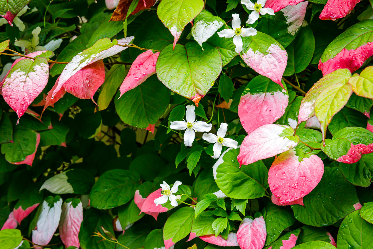 Variegated Arctic Beauty Kiwi Seeds – Fruit Edible Actinidia Kolomikta Vine – photo 12