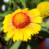 100 YELLOW GAILLARDIA (Blanket Flower / Indian Blanket) Gaillardia Aristata Flower Seeds