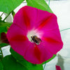50 SCARLET O'Hara MORNING GLORY Red Ipomoea Nil Flower Vine Seeds
