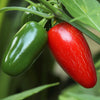400 EARLY JALAPENO PEPPER Green Medium Hot Capsicum Annuum Mexican Chili Vegetable Seeds