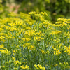 50 YELLOW RUE Herb of Grace Common Ruta Graveolens Fragrant Evergreen Flower Seeds