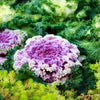 60 ORNAMENTAL KALE MIXED Colors Brassica Oleracea Flower Seeds
