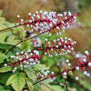10 DOLL'S EYES Flower White Baneberry Cohosh Actaea Pachypoda Alba Seeds