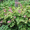 10 DOLL'S EYES Flower White Baneberry Cohosh Actaea Pachypoda Alba Seeds