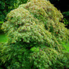 10 WEEPING LACELEAF MAPLE Japanese Acer Palmatum Dissectum Green Yellow Red Tree Seeds