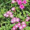 100 TWINKLE DWARF PHLOX Drummondii Cuspidata var. Stellaris Star Mix Two Tone Mixed Colors Pink Purple Red White Flower Seeds