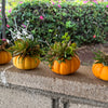 20 JACK Be LITTLE PUMPKIN Miniature Vegetable Cucurbita Pepo Seeds