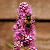 50 Pink STEEPLEBUSH Hardhack Meadow Sweet Spirea Spiraea Tomentosa Shrub Flower Seeds