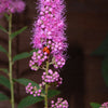 50 Pink STEEPLEBUSH Hardhack Meadow Sweet Spirea Spiraea Tomentosa Shrub Flower Seeds