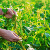 20 Buttery Edamame TOHYA SOYBEAN Pale Green Glycine Max Soy Bean Vegetable Seeds