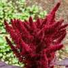 200 AMARANTHUS MOLTEN FIRE Amaranthus Gangeticus Flower Seeds