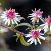 100 LADY In BLACK Calico ASTER Aster Lateriflorus Flower Seeds