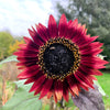 Autumn Beauty Sunflower Seeds – Helianthus Annuus Flower – photo 5