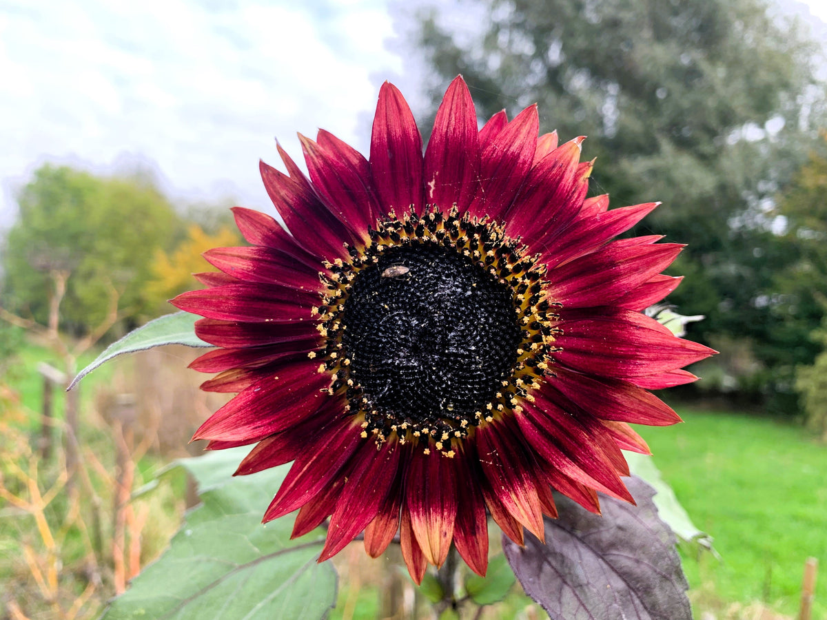 Autumn Beauty Sunflower Seeds – Helianthus Annuus Flower – photo 5