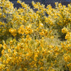 50 Yellow FEATHERY Silver CASSIA Green Senna Artemisioides Seeds