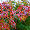 5 Flowering WHITE KOUSA DOGWOOD Cornus Kousa Tree Seeds