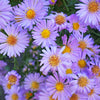 50 Blue RICE BUTTON ASTER Dumosus Flower Seeds
