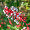 10 DOLL'S EYES Flower White Baneberry Cohosh Actaea Pachypoda Alba Seeds