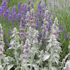 100 Wolly LAMBS EAR Stachys Byzantina Silvery Fuzzy Leaves Purple Flower Seeds