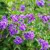 10 GOLDEN DEWDROP Duranta Erecta Repens Golden Foliage Blue Violet Purple White Flower Orange Ornamental Berry Shrub Seeds