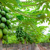 30 PAPAYA MELON Fruit TREE Carica Papaya Seeds