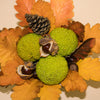 10 HEDGE APPLE Osage Orange Horse Apple Monkey Ball Maclura Pomifera Tree Seeds