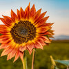 Orange Evening Colors Sunflower Seeds – Helianthus Annuus Flower – photo 6