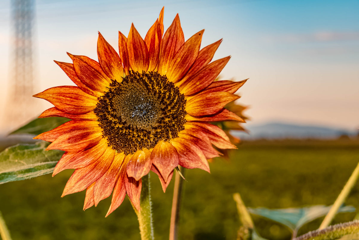 Orange Evening Colors Sunflower Seeds – Helianthus Annuus Flower – photo 6