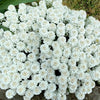 2000 Fairy DWARF MIX CANDYTUFT Iberis Umbellata Flower Seeds