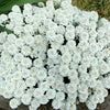 1000 WHITE EMPRESS CANDYTUFT Iberis Amara Groundcover Flower Seeds
