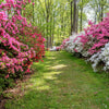 25 MIXED COLORS AZALEA Rhododendron spp. Red, Pink, Purple, White Flower Shade Bush Shrub Seeds