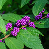 40 American PURPLE BEAUTYBERRY Shrub Flower Callicarpa Americana Seeds